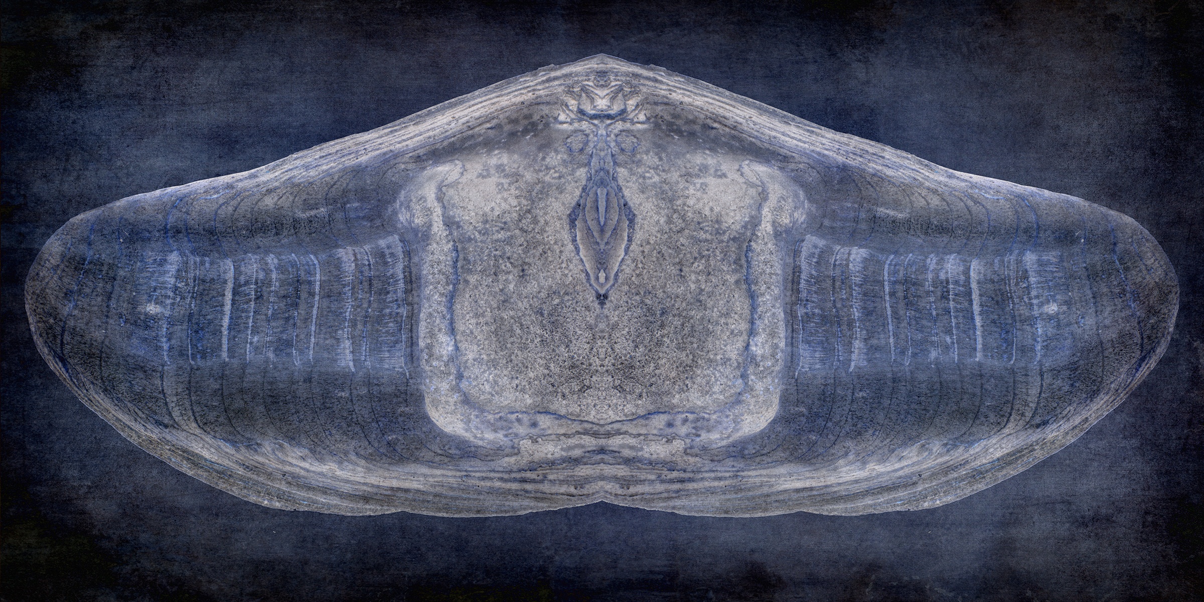 Cardinal Moth-1
