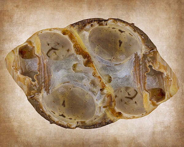 Abstract Ultra-Macro Sea Shell Art